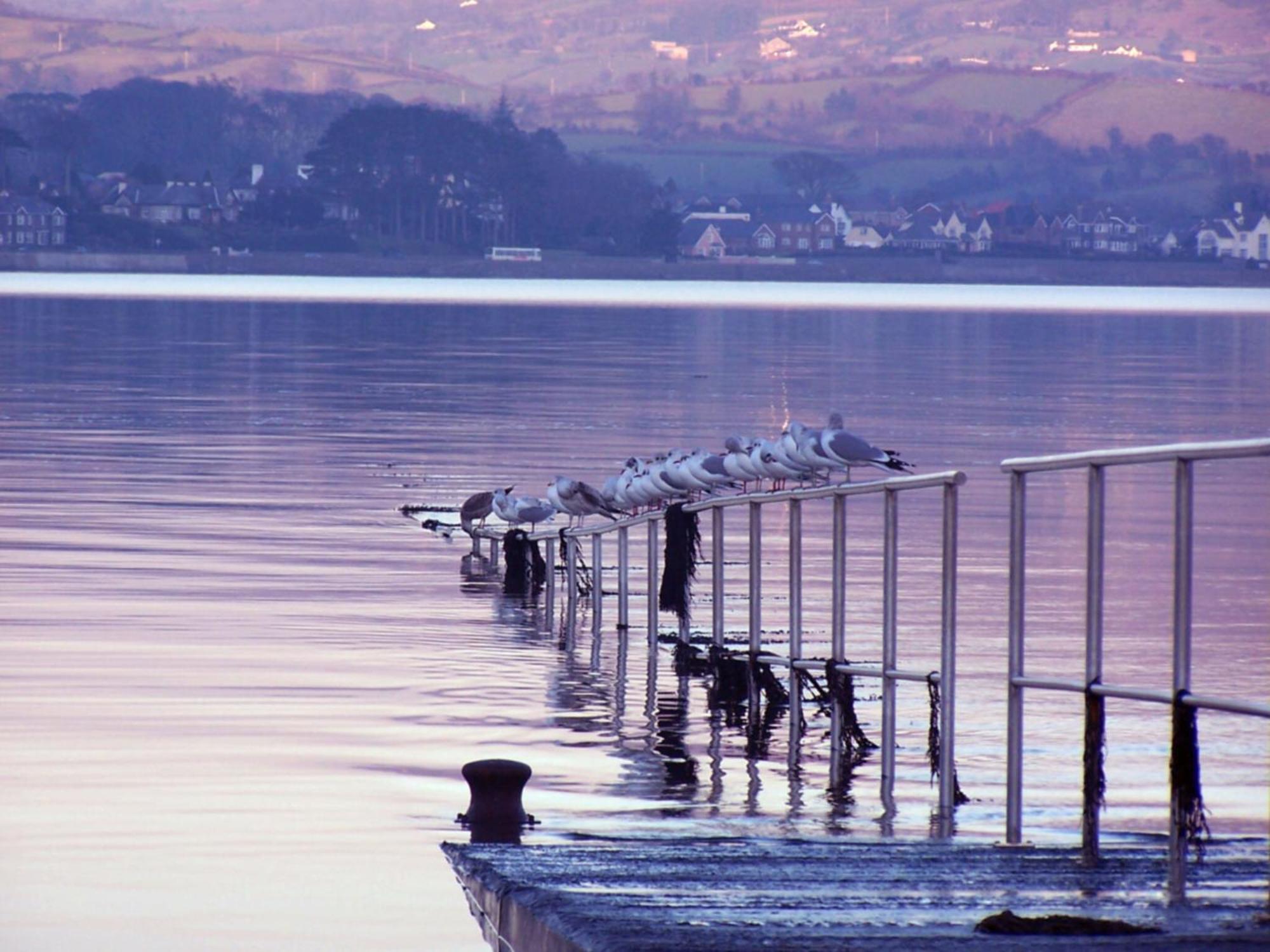 The Oystercatcher Lodge Carlingford Eksteriør bilde